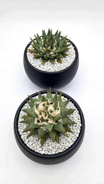 Ariocarpus trigonus 7"