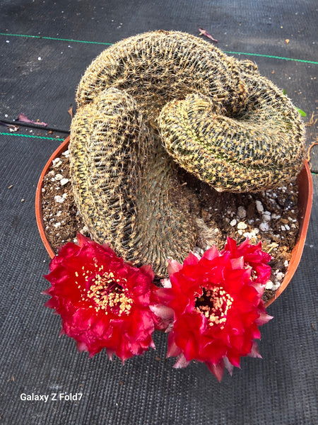 Crested echinopsis famatimensis cristata 6"