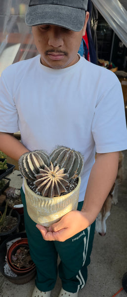 Uebelmannia Pectinifera