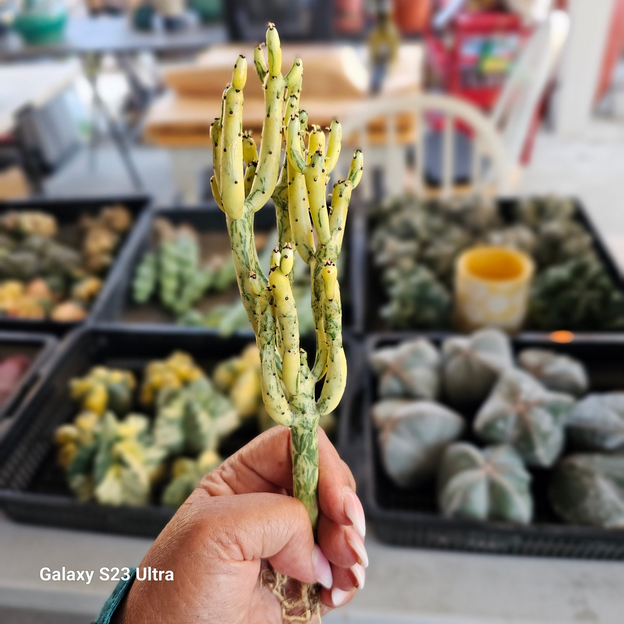 Euphorbia alluaudii variagated