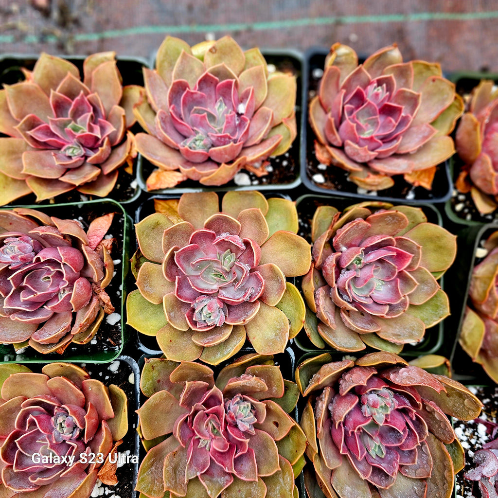 rose succulent for sale ECHEVERIA rose pink 4" – AceMegaSucculents