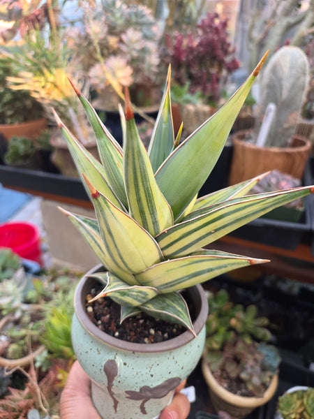 Sansevieria Penguin