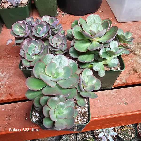 ECHEVERIA SUYION