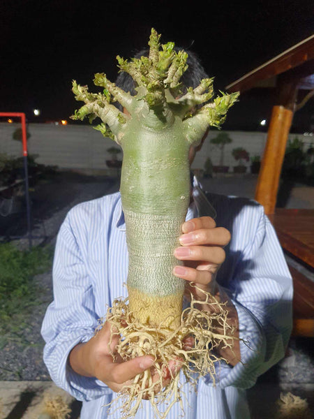 Adenium arabicum