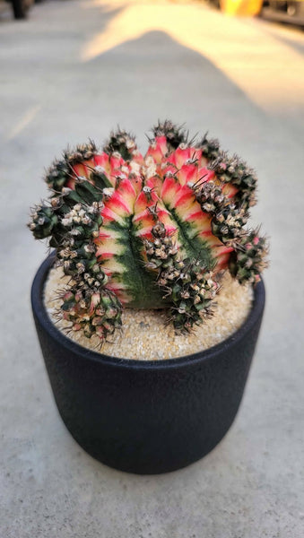 Gymnocalycium mihanovichii 'Variegata