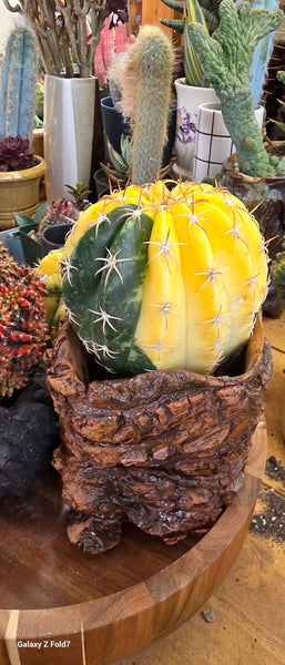 Melocactus Neryi Nariegata