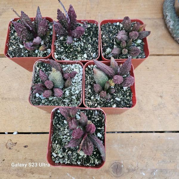 Adromischus marianae forma 'herrii'