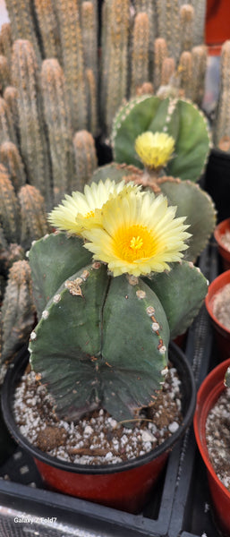 Astrophytum