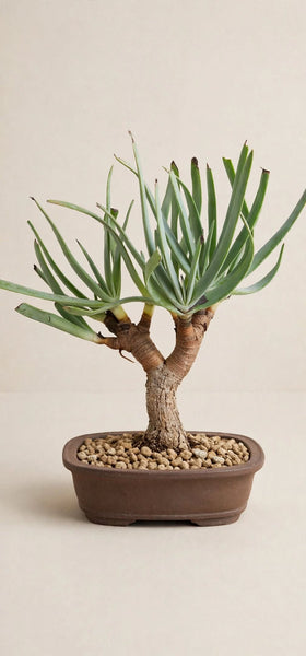 Fan-aloe (Kumara plicatilis Bonsai