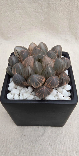 Hybrid Haworthia