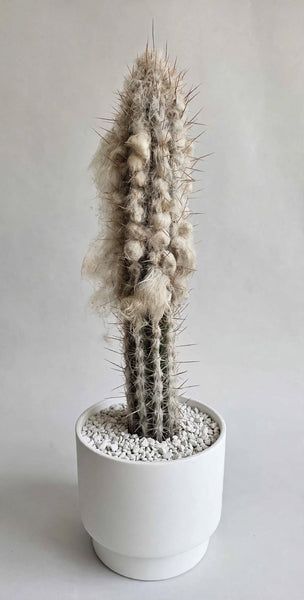 Pilocereus Palmeri (Rooted ) 14-18 tall
