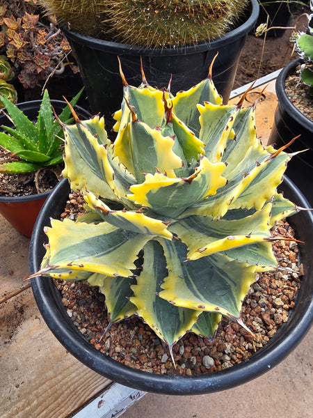 Agave Potatorum ikari raijin nishiki variagated