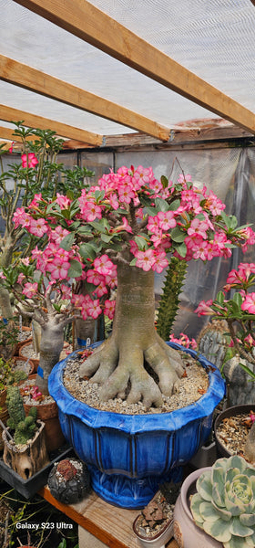Adenium arabicum