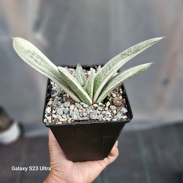 Gasteria Batesiana Variegated