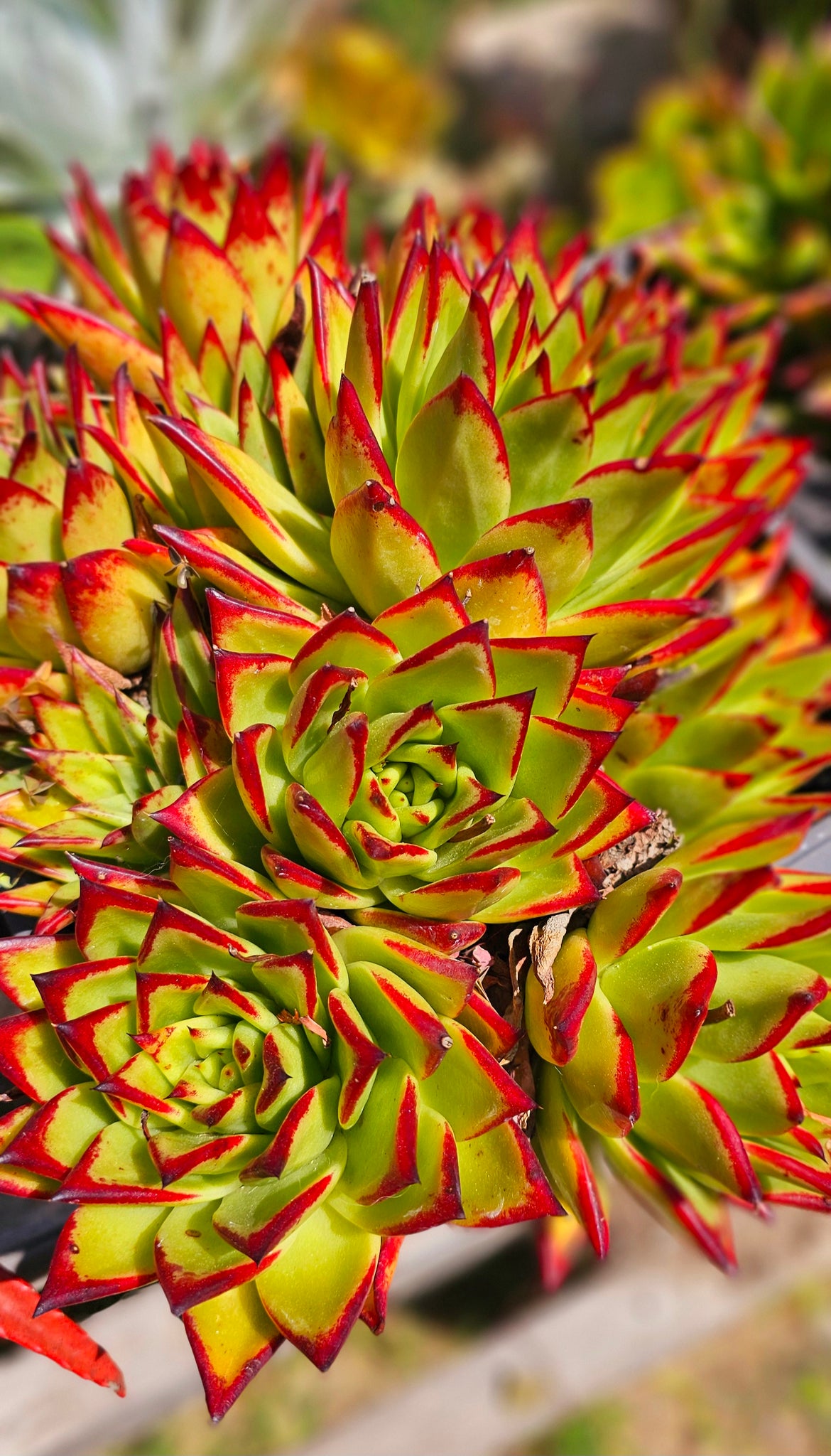 Echeveria Agavoides Lipstick