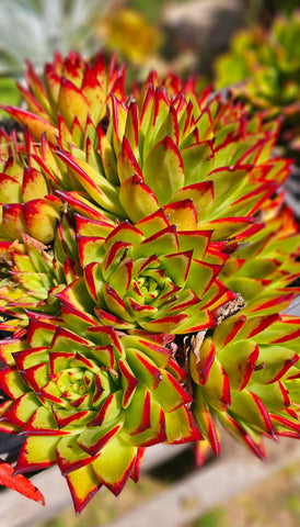 Echeveria Agavoides Lipstick
