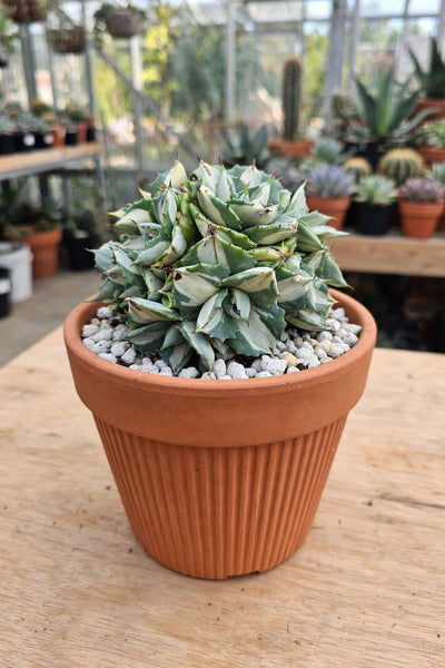 Agave isthmensis Ohi Raijin Shiro Nakafu