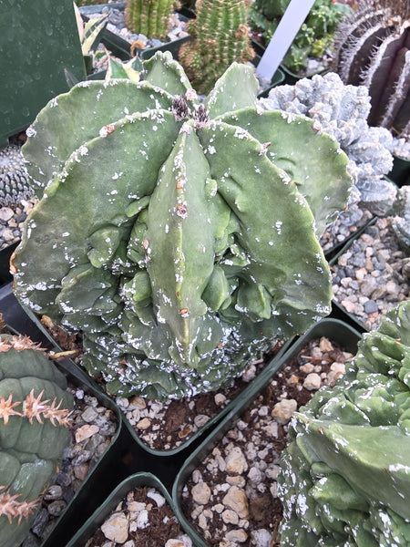 Astrophytum fukuru