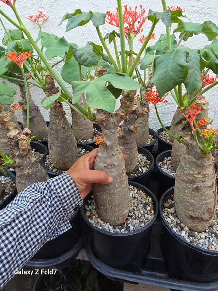 Jatropha podagrica (Buddha Belly plant)