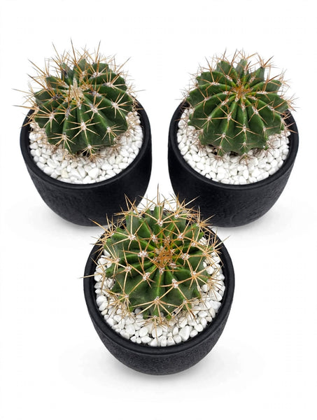 FERROCACTUS Schwarzii