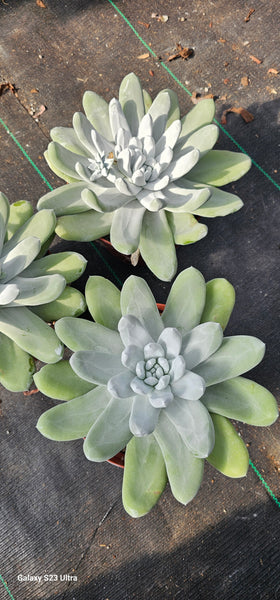 Dudleya Pachyphytum