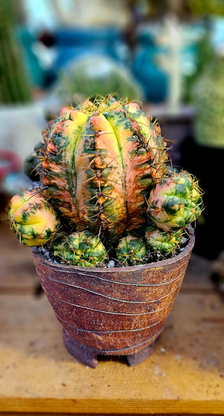 Gymnocalycium horstii variegated