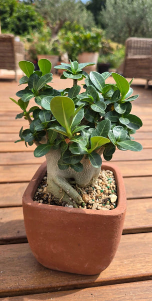 Adenium Godzilla obesum