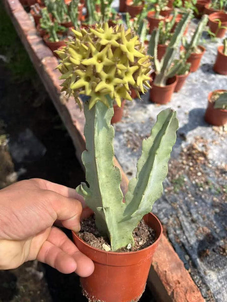 Caraluma flava