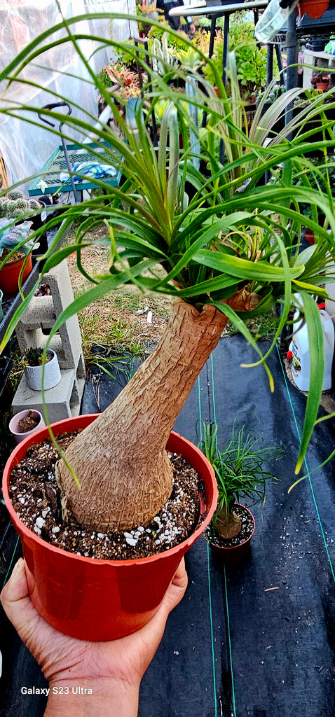 ponytail palm turning red Beaucarnea Guatemalan Red Ponytail Palm – AceMegaSucculents
