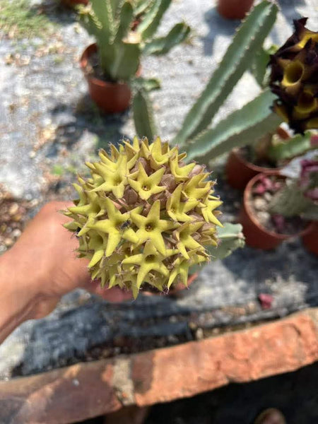 Caraluma flava