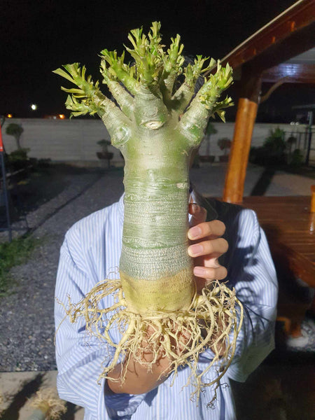 Adenium arabicum