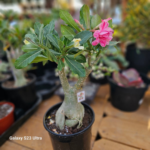 Adenium obesum