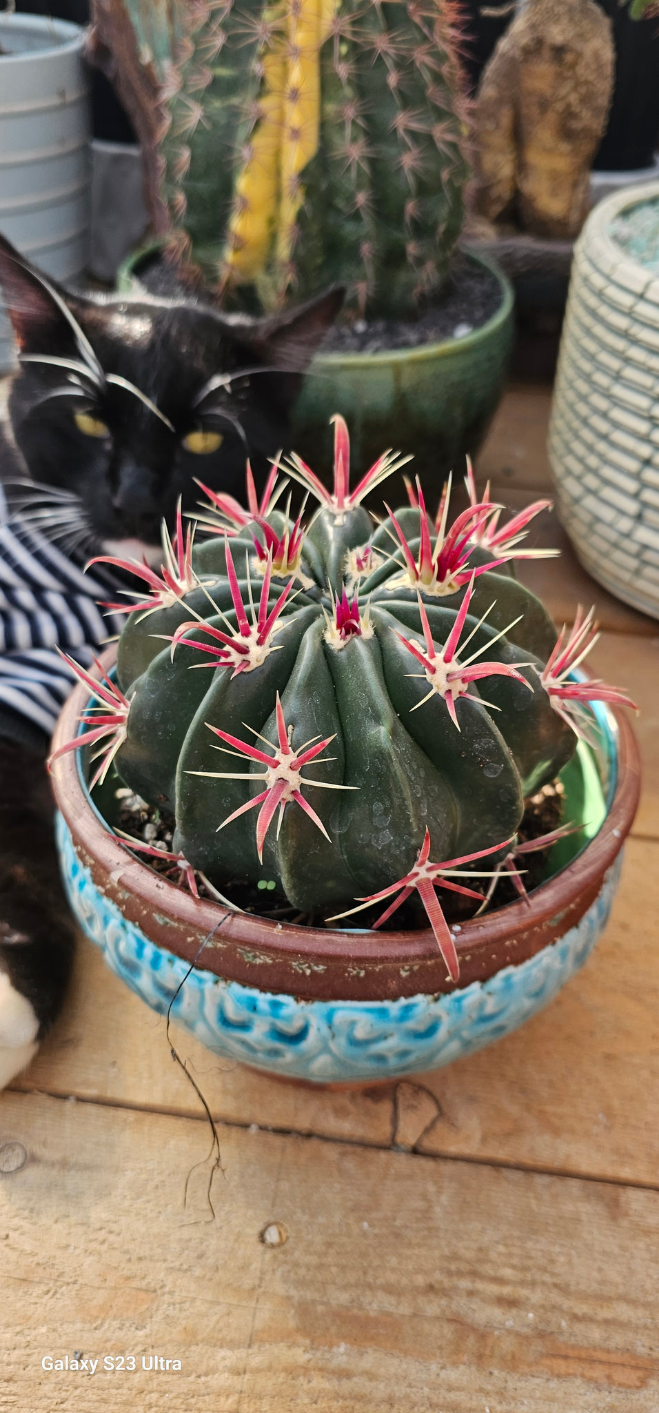 Devil Tongue Barrel Cactus – AceMegaSucculents