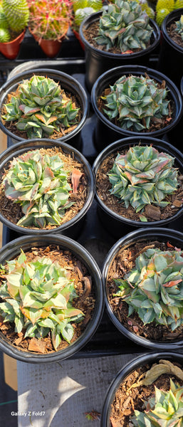 Agave isthmensis Ohi Raijin Shiro Nakafu