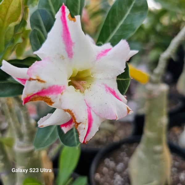 Adenium obesum