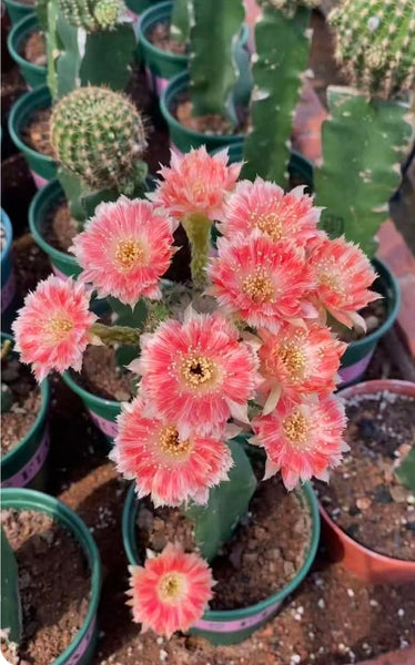 Rare hybrid Lobivia