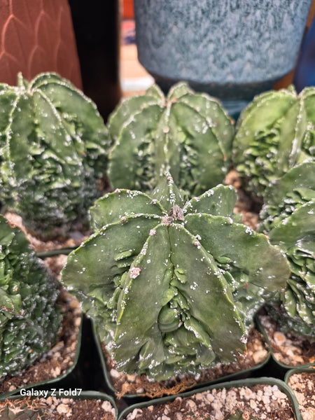 Astrophytum fukuru