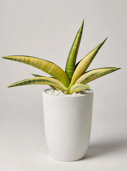 Sanseveria Marsha Anjani