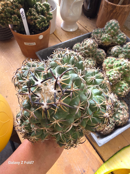Coryphantha tripugionacantha 8"