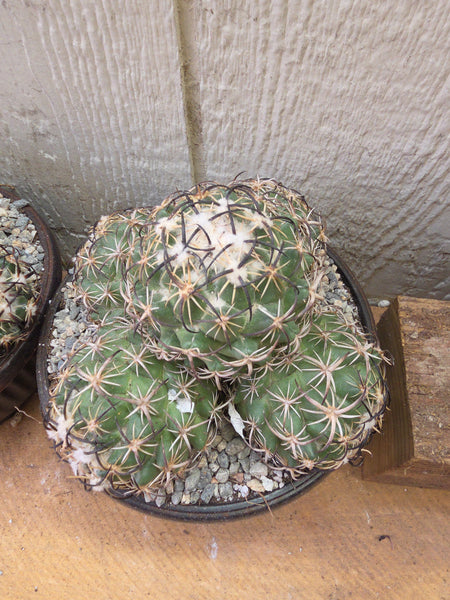 Coryphantha tripugionacantha 8"