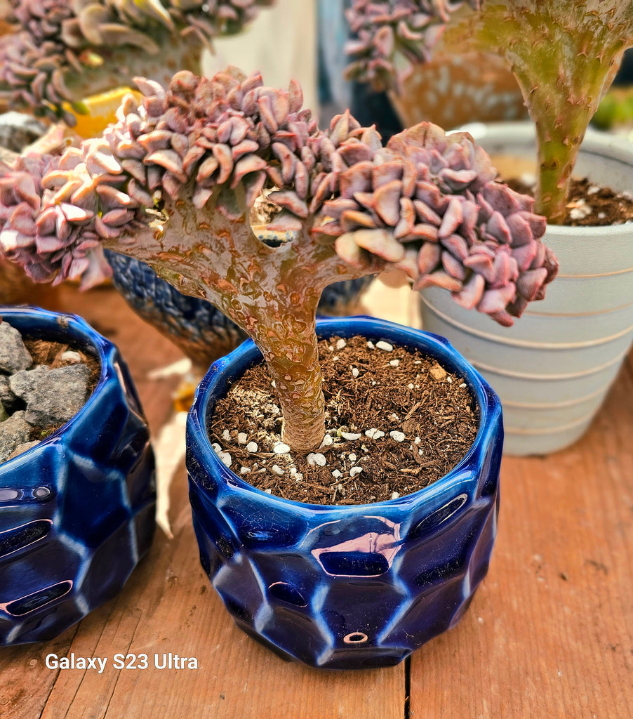 cubic succulent Cubic frost crested – AceMegaSucculents