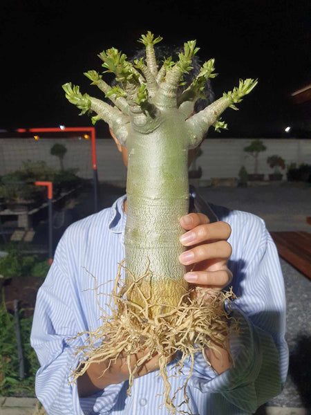 Adenium arabicum