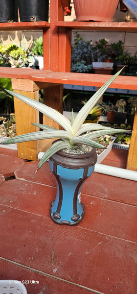 Sansevieria Platinum Bella