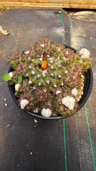 Copiapoa Humilis