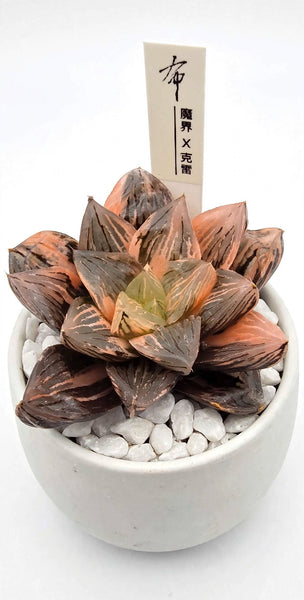 Hybrid Haworthia