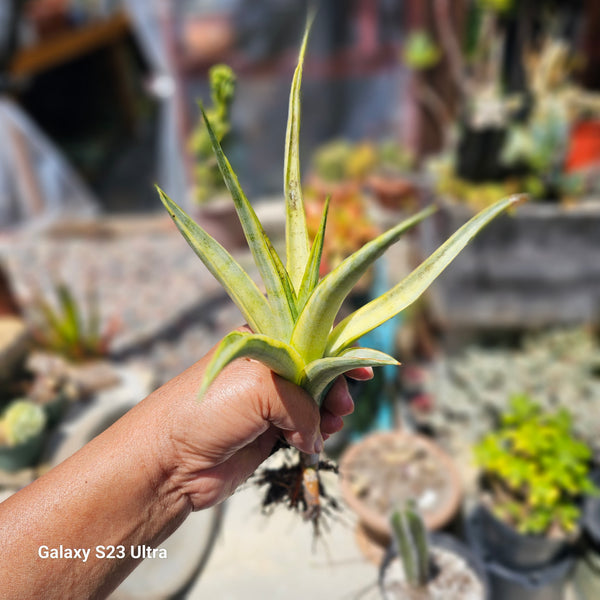 Sansevieria Gracillima