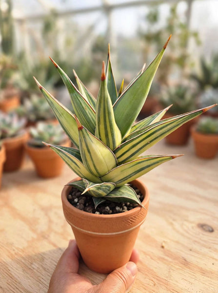Sansevieria Penguin