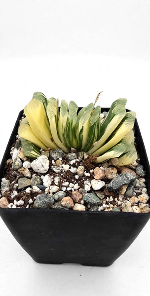 Variagated Haworthia