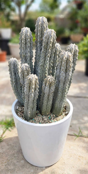 Euphorbia abdulkeri