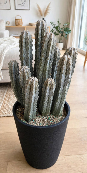 Euphorbia abdulkeri